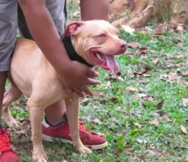 Pitbull ,male usia 1 tahun .