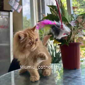 Kucing Persia peaknose betina 2,5 bulan