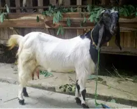MENYEDIAKAN HEWAN KAMBING SEHAT TERAWAT BERKUALITAS  KURBAN & AQIQAH