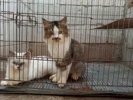 Kucing sepasang