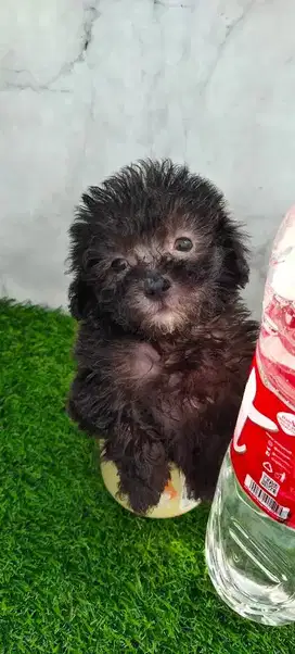 Silver Tiny Toy Poodle Murah Bloodline Import Taiwan