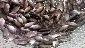 Jual bibit gurame