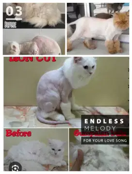 Lion cut atau cukuru kucing panggilan