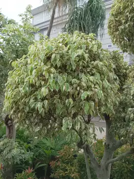 Bonsai beringin putih (bayar ditempat)