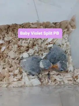 Burung Lovebird