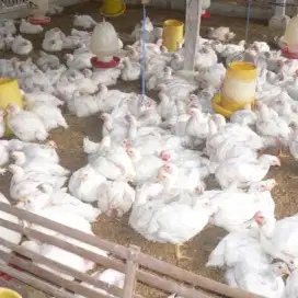Ayam pedaging, ayam Broiler, Ayam negeri