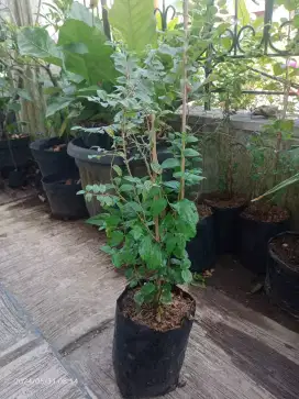 Tanaman Bidara Arab Asli, Tinggi 50cm Subur Rimbun