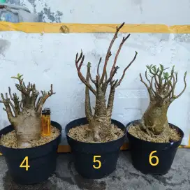 Adenium Arabicum Thaisocotranum