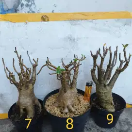 Adenium Arabicum Thaisocotranum