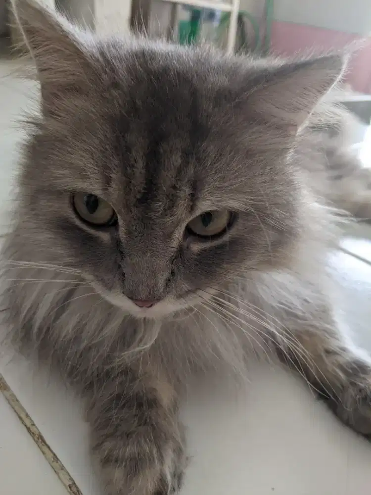 Kucing Persia LH (Jantan)