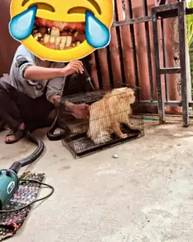 Grooming cukur suntik kutu jamur khusus kucing