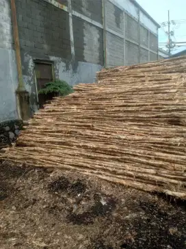 Kayu Gelam/Kayu Dolken