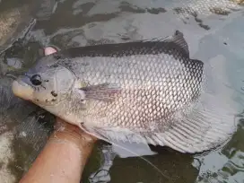 Ikan Gurami Konsumsi