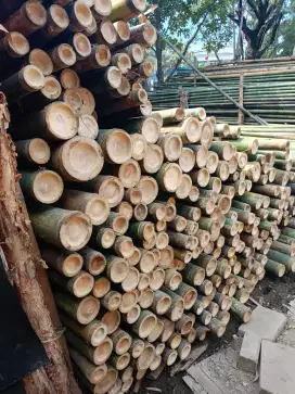 Jual bambu steger dll.