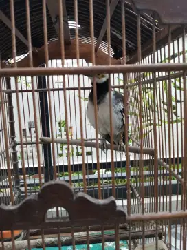 Burung jalak hongkong