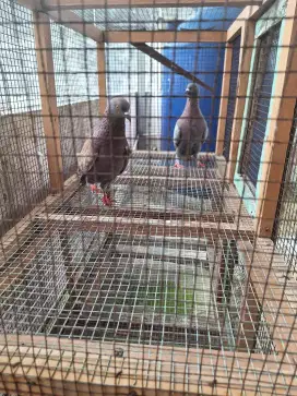 Dijual borongan 3 Burung Merpati Murmer ajah!!!