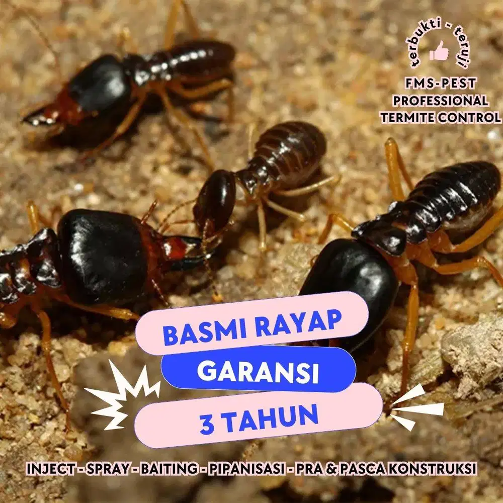 anti rayap bergaransi 3 tahun professional