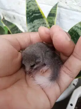 African Pygmi dormice