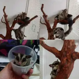 SUGAR GLIDER JOEY & INDUKAN BIANG & JANTAN BIANG