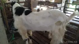 Menjual kambing/Domba   free ongkir
