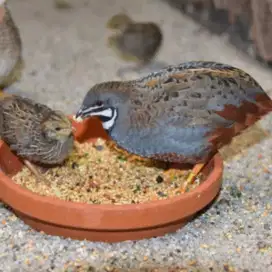 Puyuh batu hias cocok untuk aviary