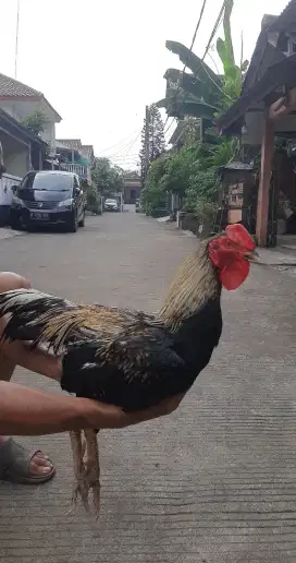 Ayam Bangkok Birkok / F1( brutal ).