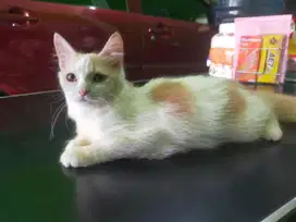 Kucing persia long hair