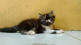 Kitten Persia Peaknose Calico betina