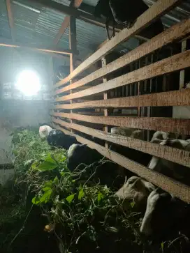 Kambing Qurban Dan Aqiqah