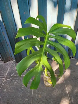 Tanaman Monstera Deliciosa