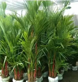 Pohon palem merah tinggi 2 meter