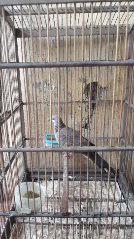 Jual Burung Tekukur Betina Kuk dua