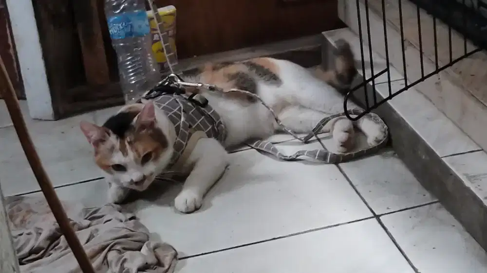 Calico jantan (kembang telon)