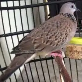 Burung Tekukur Alam Kuk 2