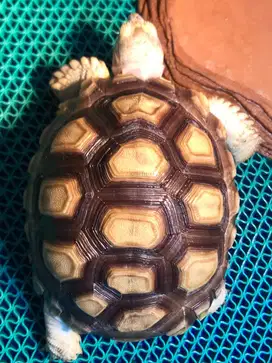 Kura Darat Sulcata Bukan Pardalis Aldabra Istar Redfoot Chery Head