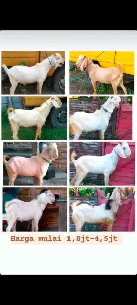 Jual Kambing Qurban dan aqiqoh