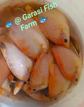 Bibit Ikan Gurame gurami Blorok Madu