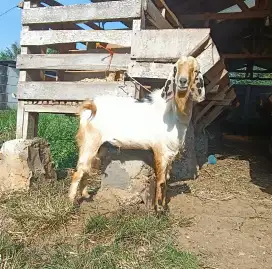 kambing kurban harga terjangkau