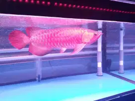 Arowana Arwana Super Red 55-58 cm
