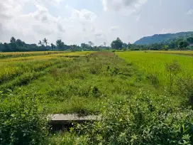 Dijual tanah sawah SHM di desa pereng, prambanan, klaten jawa tengah,