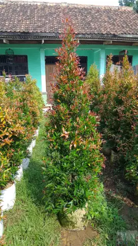 Tukang pohon pucuk merah dan rumput gajah mini