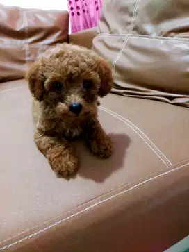 Dijual anakan poodle