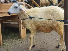 Hewan qurban hewan kurban berkualitas