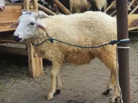 Domba kurban qurbanoriginal bersertifikasi layak dan halal sesuai sop