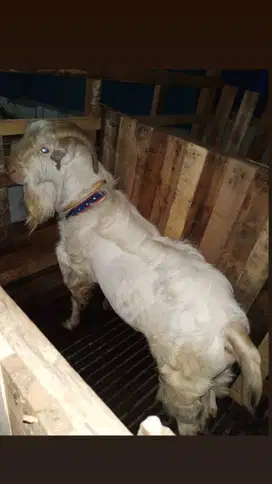jual kambing rawatan siap untuk sarat kurban aqiqah