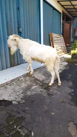jual murah cepat kambing siap untuk sarat kurban dan aqiqah terawat