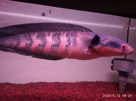 Chana red barito 40cm