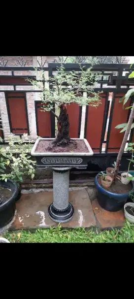 Bonsai arabika medium