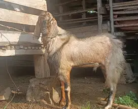 kambing kurban berkualitas