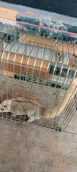 Sugarglider jantan dewasa mosaik.white face grey siap kawin